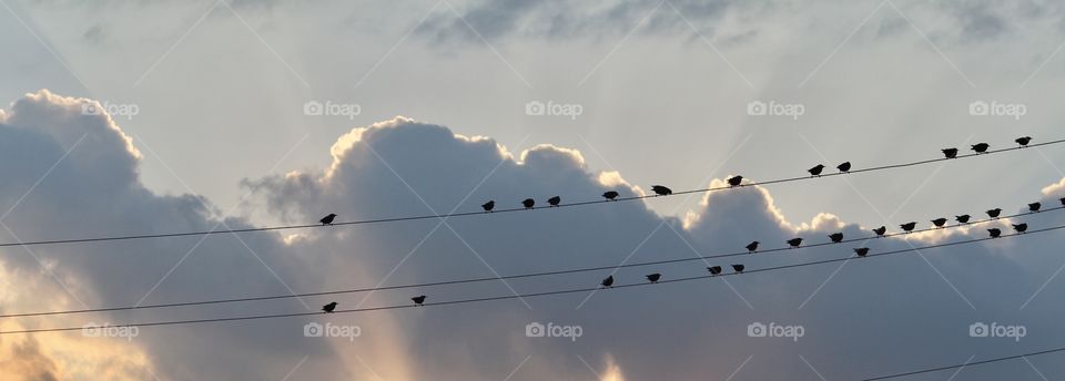 Birds on a Wire