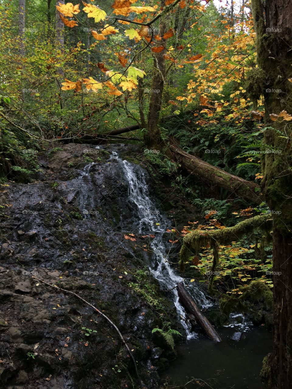 Waterfall in the forest in the Pacific Northwest in the early autumn. 