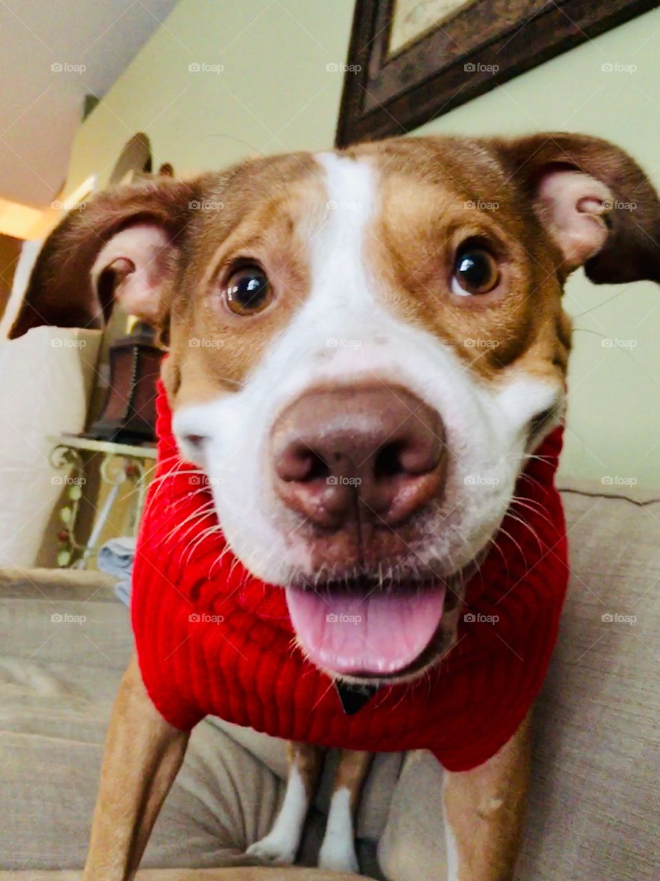 Beautiful rescue red nose pitbull wearing a red sweater 