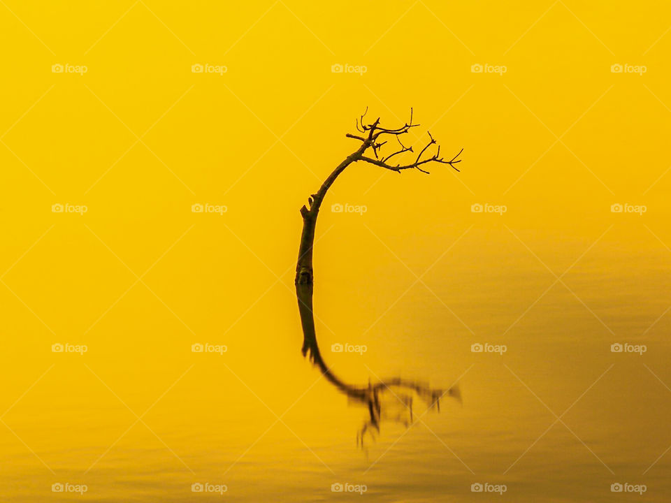 Branches of dead mangroves tree in pond during Sunset