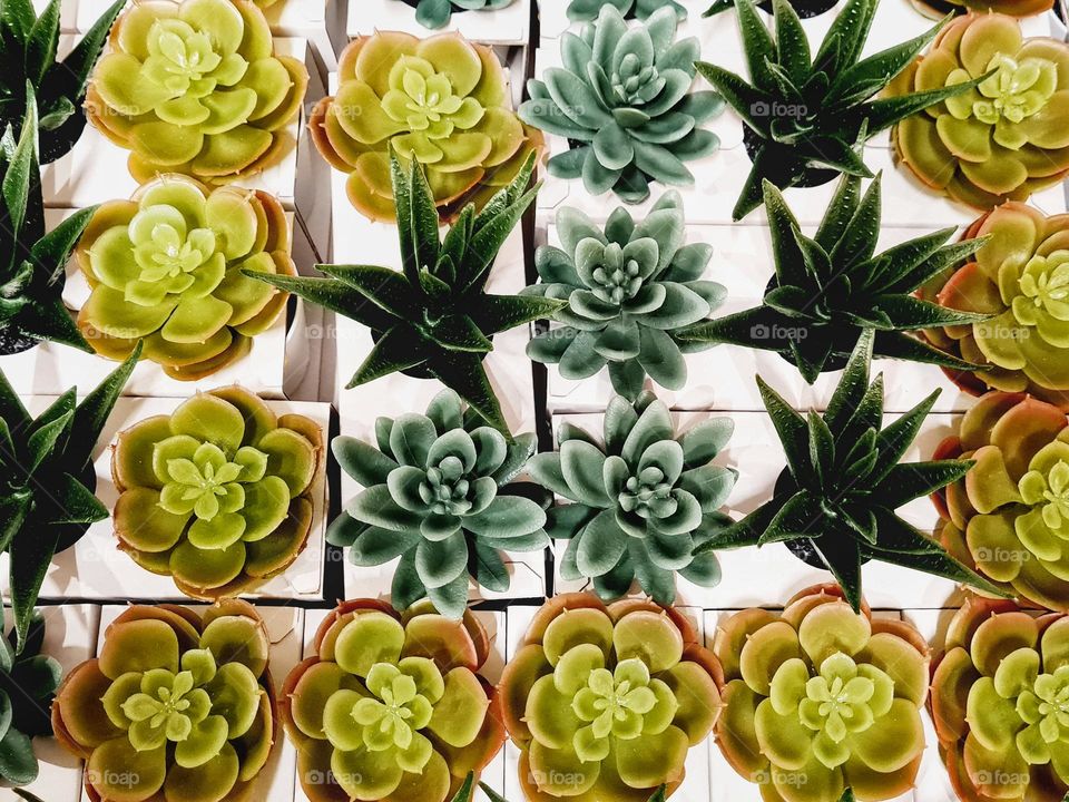 rows of succulent plants photographed from above