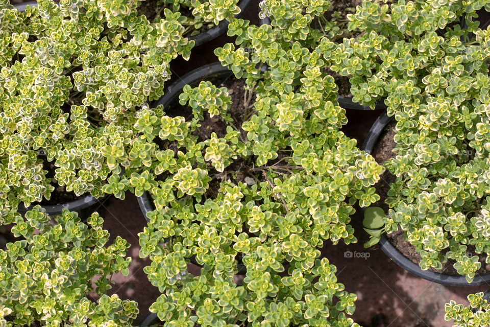 Plants in the pots