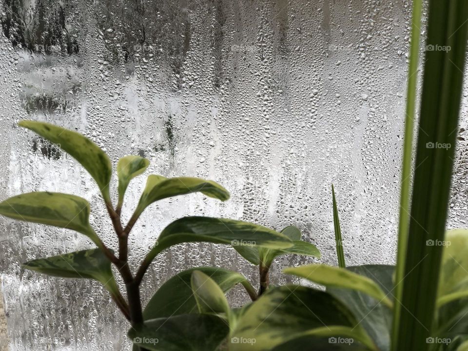 Peperomia in winter. The green story of growth and germination. Life is a constant struggle.