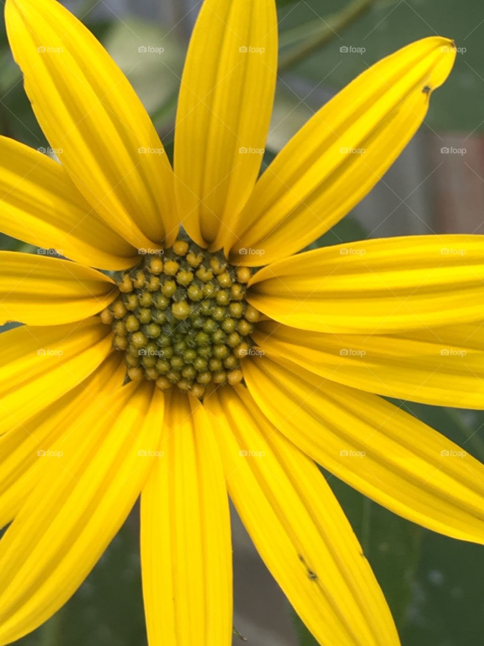 Jerusalem artichoke 