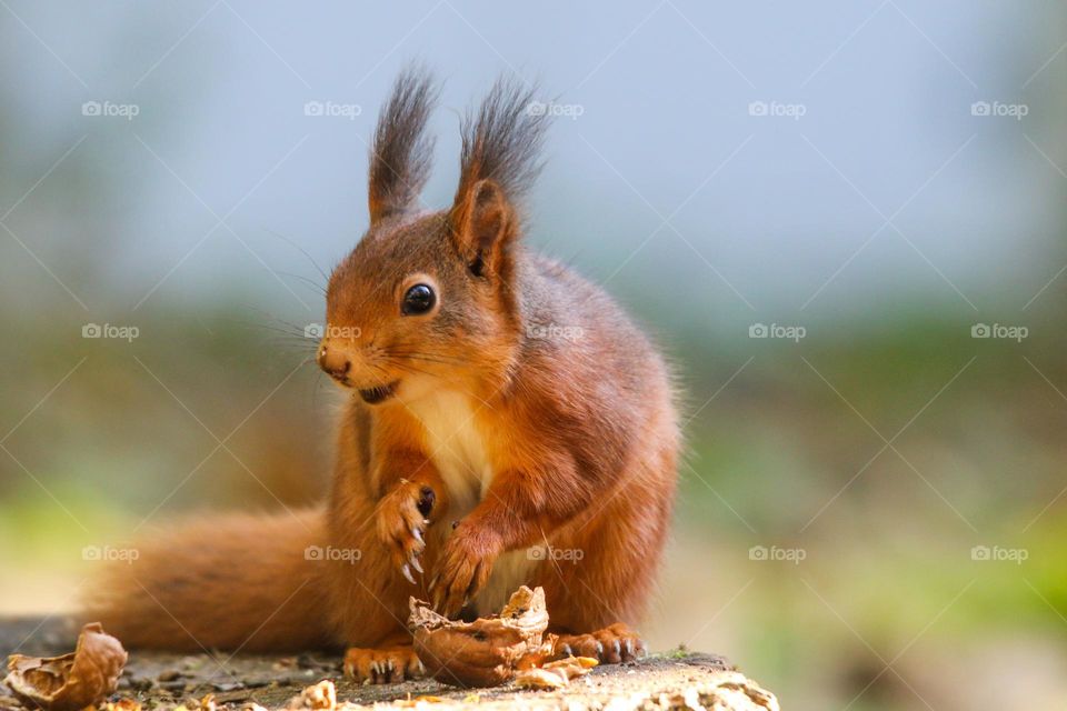 Cute red squirrel portrait