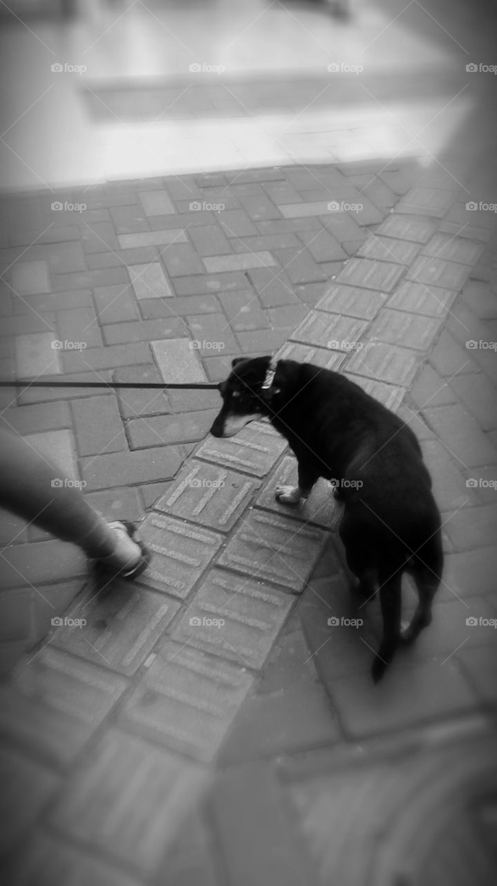One cute dog in street with his master