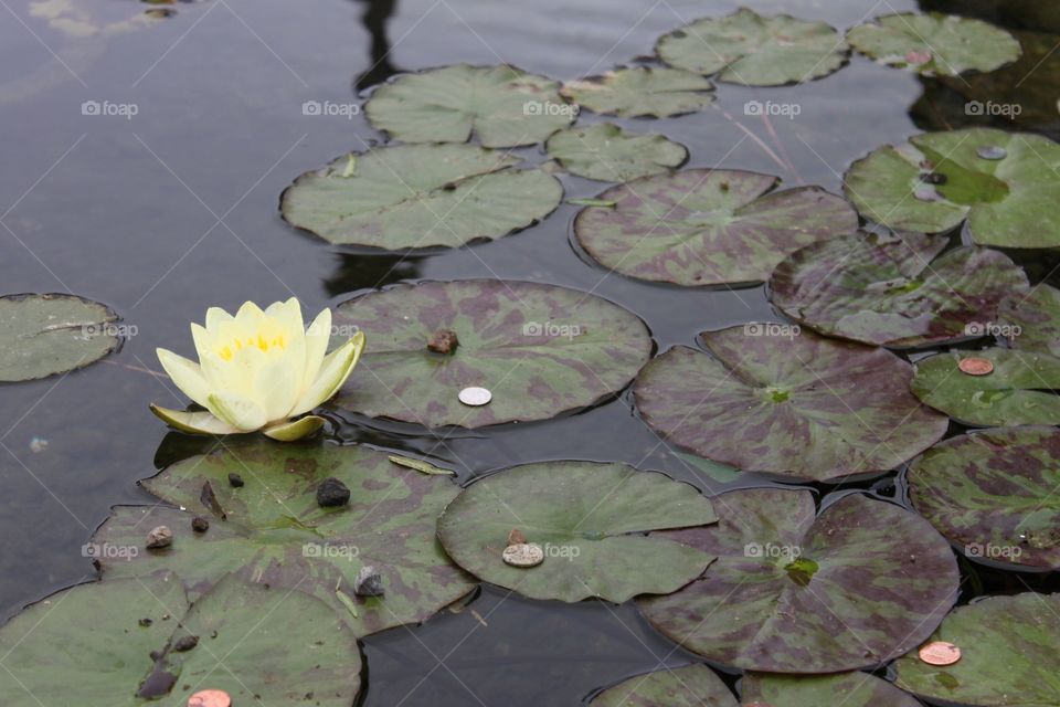 Water Lilly wishing pond