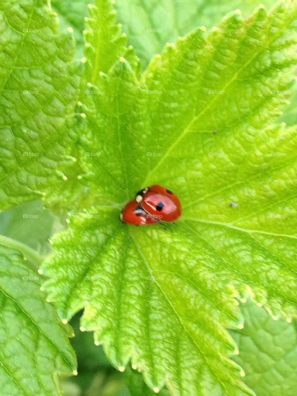 Ladybugs in action