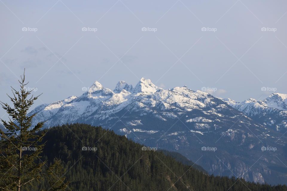 A single tree in front of forest and snow caped mountains 