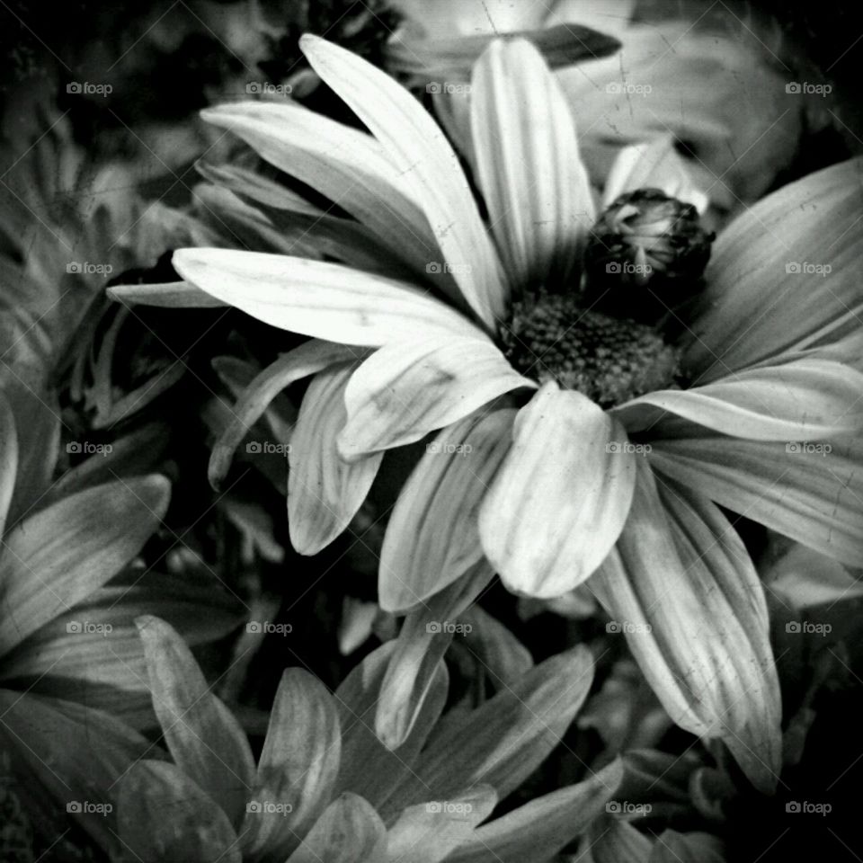 daisy. black and white