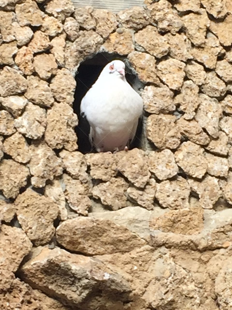 Bird wall