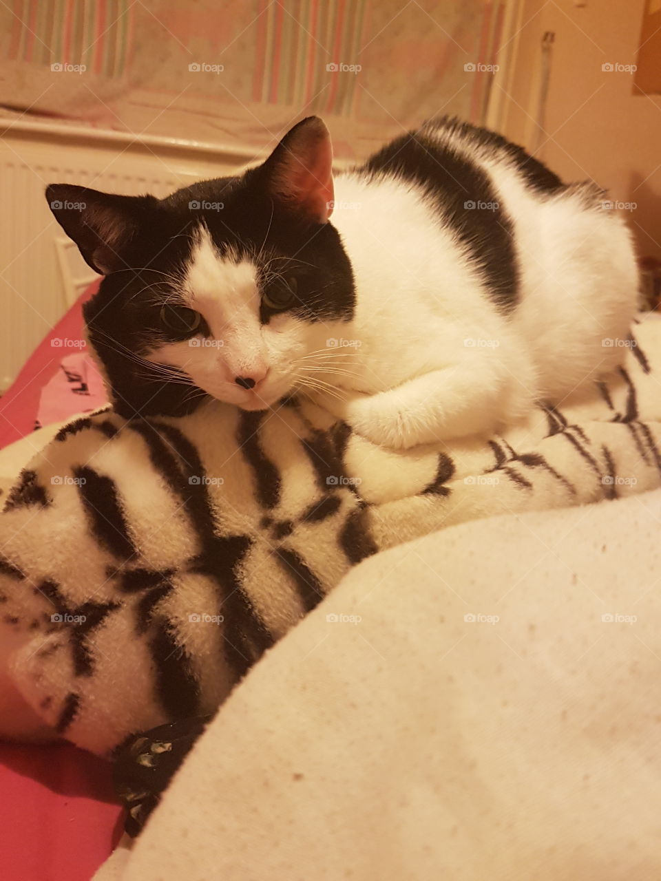 Charlie on a Tiger grrrrr