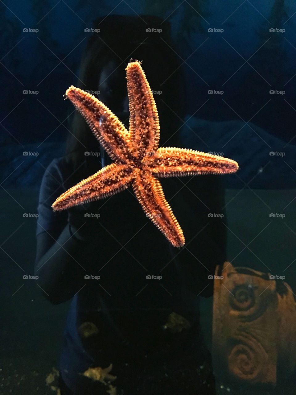 Starfish