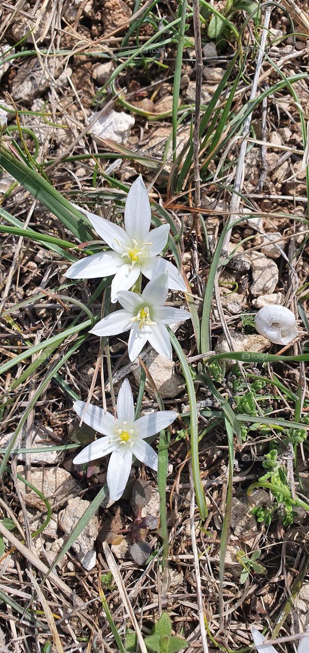 White flowers