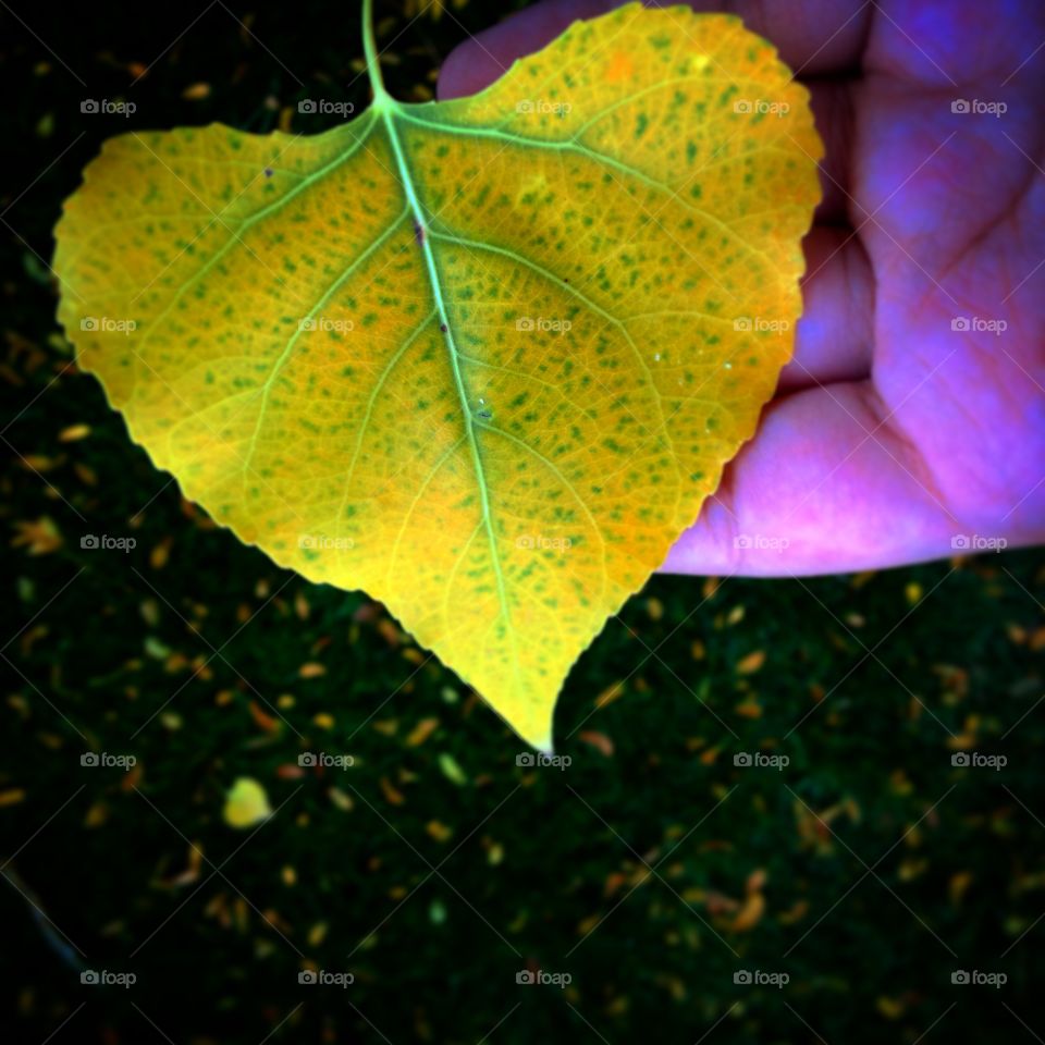 Discovering Fall. A leaf showing it's beauty right after a rain!