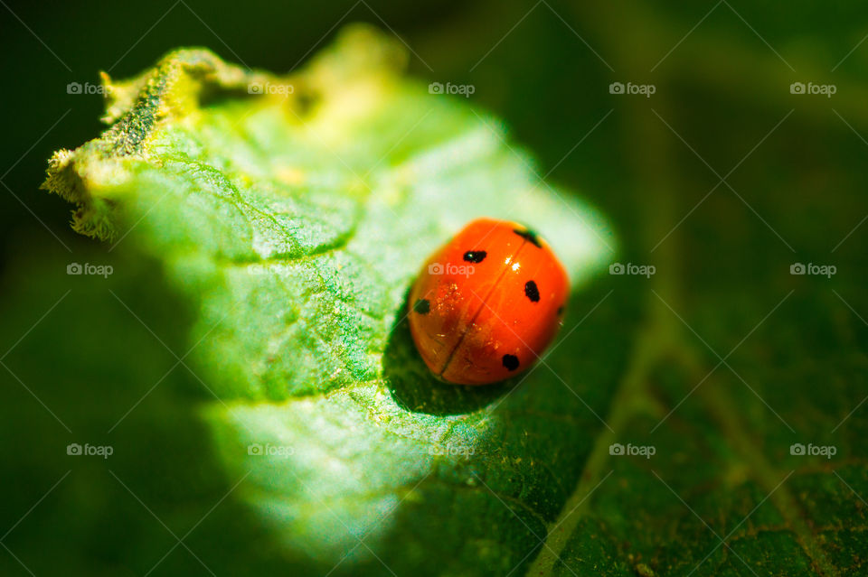 Ladybug on a green leaf close up in spring