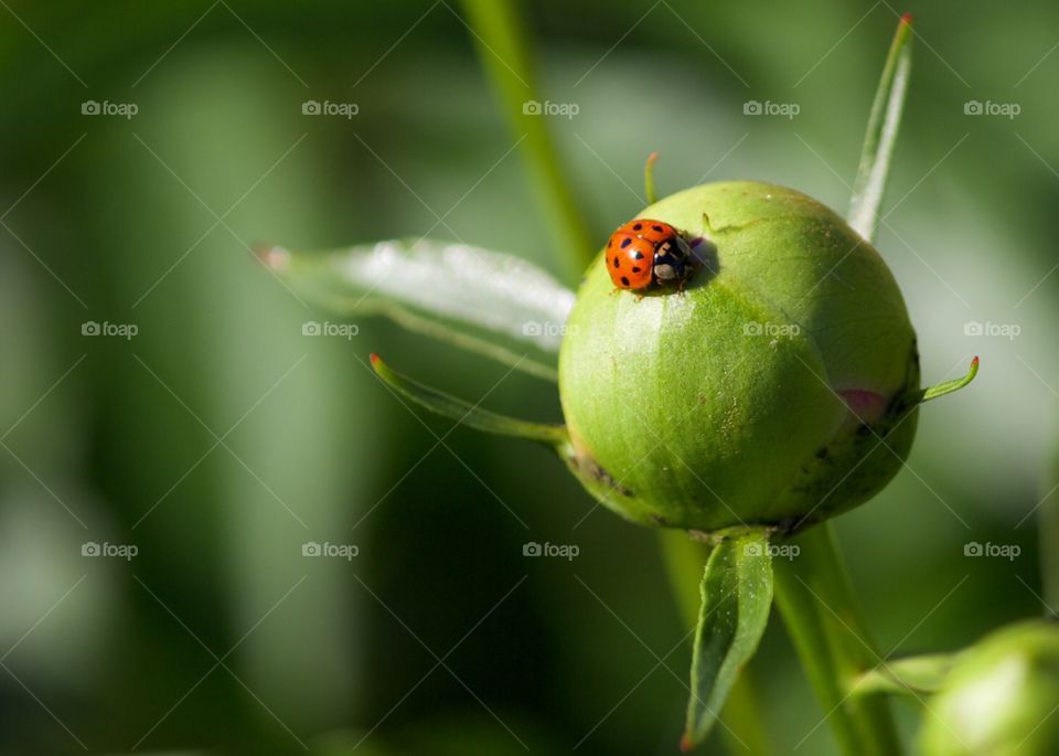 Ladybug two 