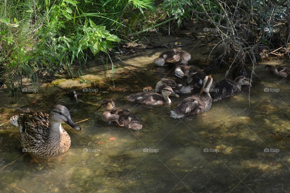 ducks family on a lake beautiful nature summer time