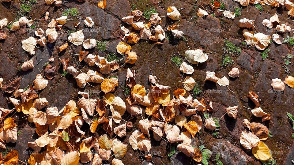 Autumn foliage.

￼