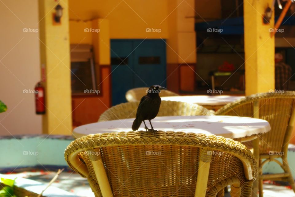 Bird waiting for the lunch