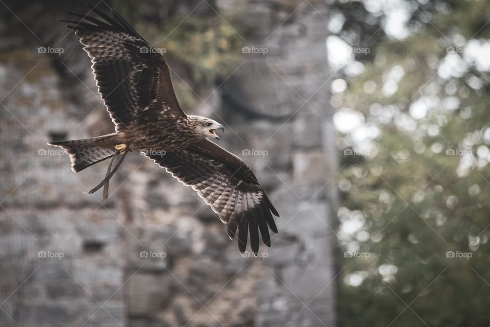 a portrait of a hawk screeching with its beak open while flying through the air. it is a majestic looking bird of prey.