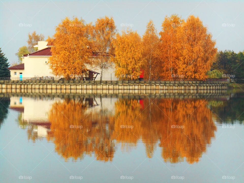 Tree, No Person, Reflection, Fall, Water