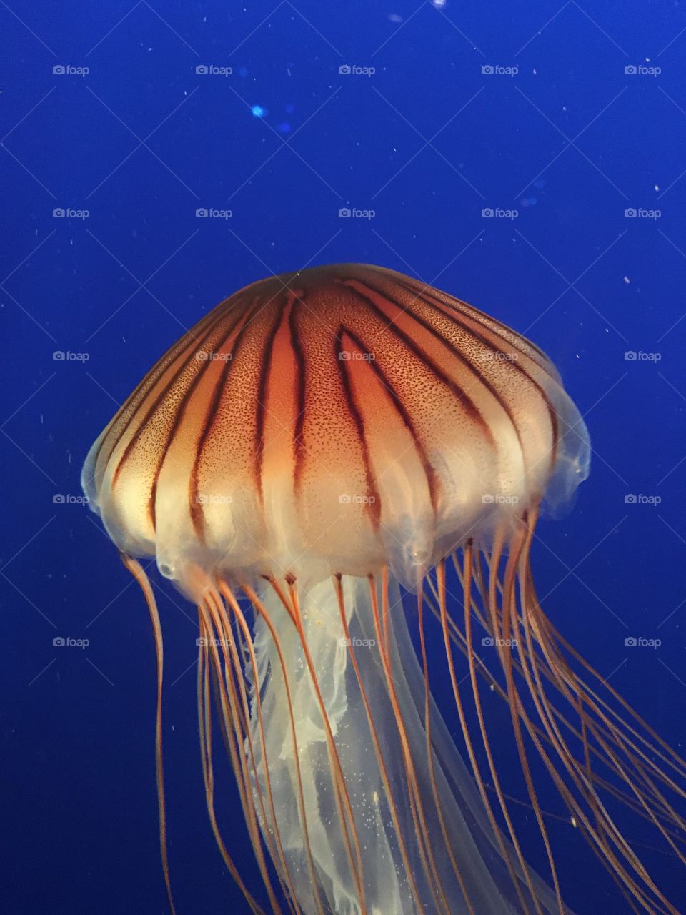 A beautiful orange jellyfish, against a deep blue background, with flowing tentacles.
