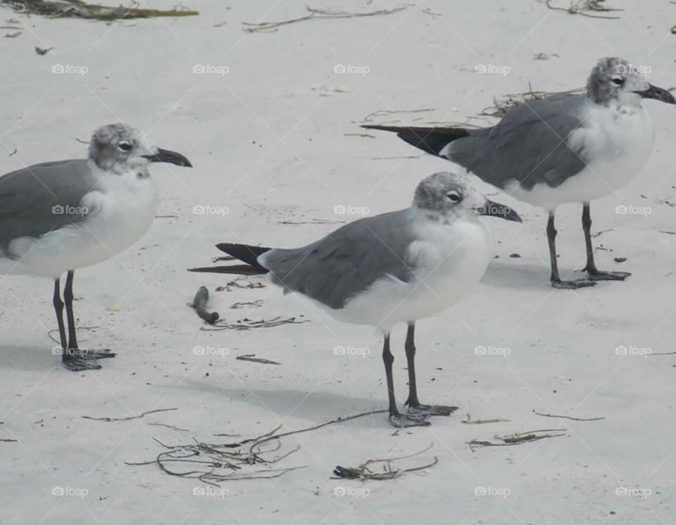 Grey Day at the Beach