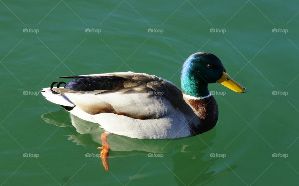 Duck