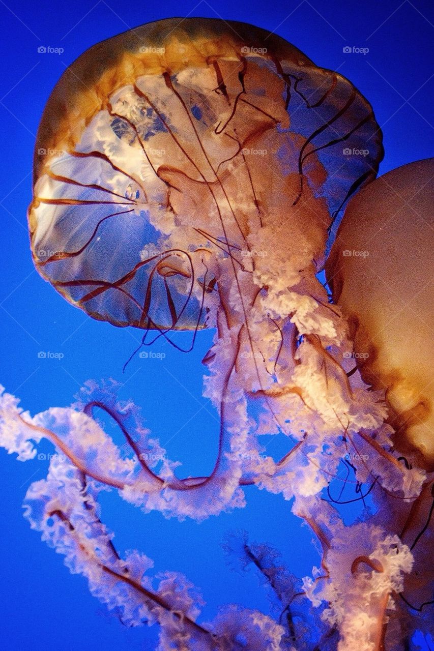Jellyfish 