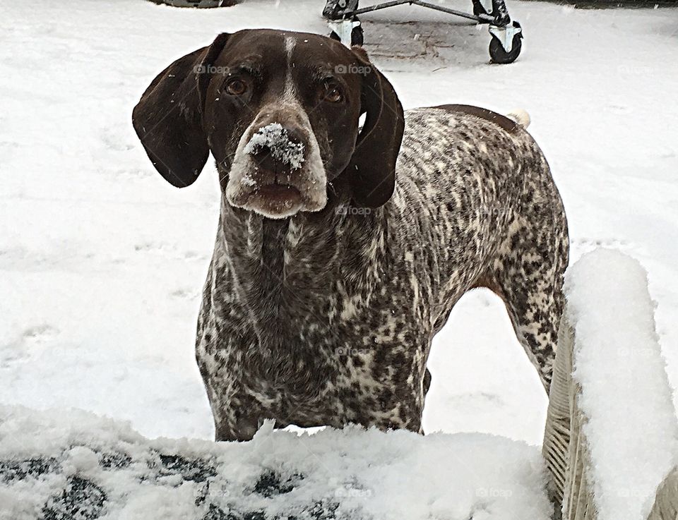 German shorthaired pointer