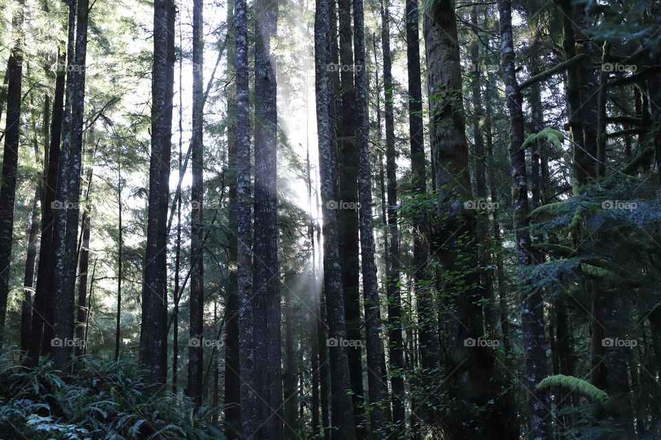 Sun rays passing through the trees 