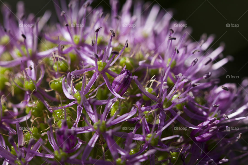 Little purple flower in Spring. macro photo