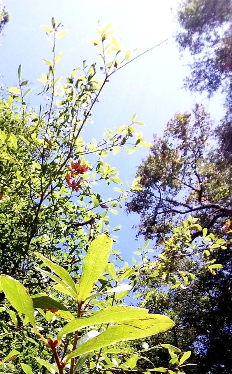 leaves changing colors in the Fall