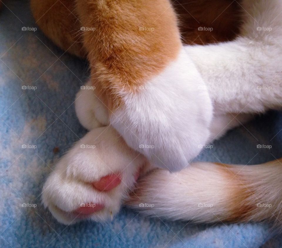 Kitty Paws