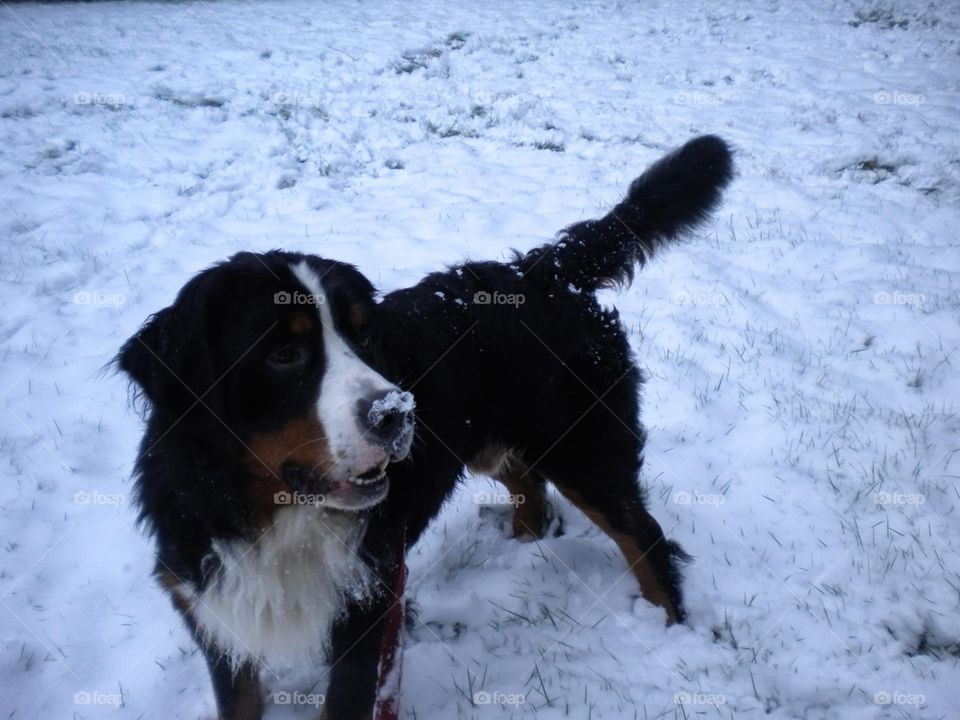 Berner in snow