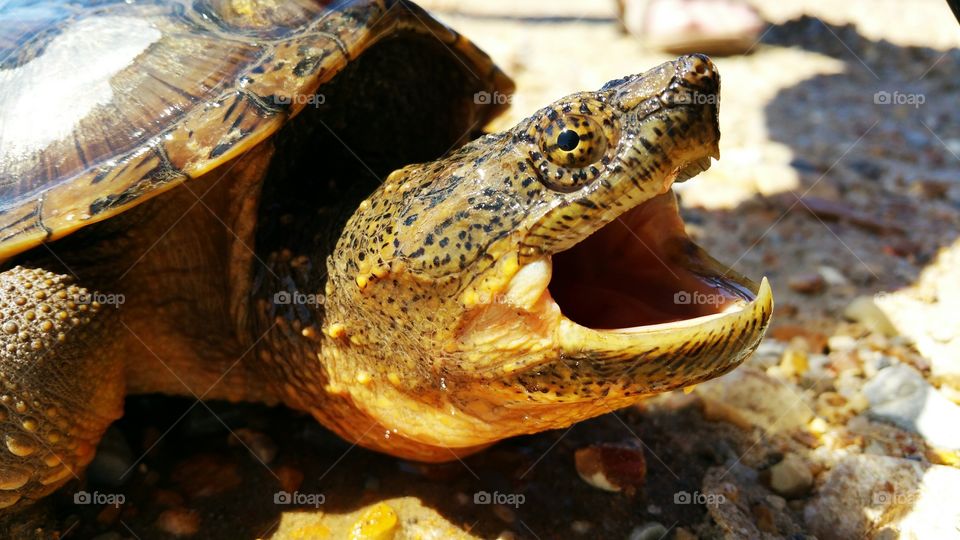 Arkansas Snapping Turtle