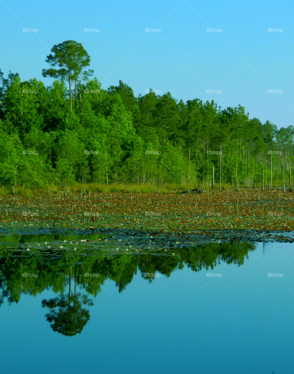 Twin pine tree lake!
Environment protected lake reflecting itself again!