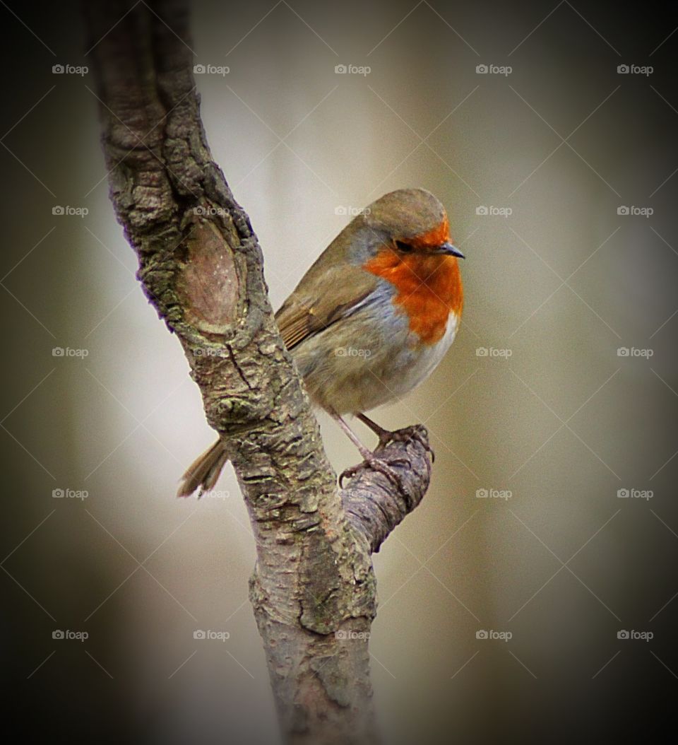Robin on tree branch