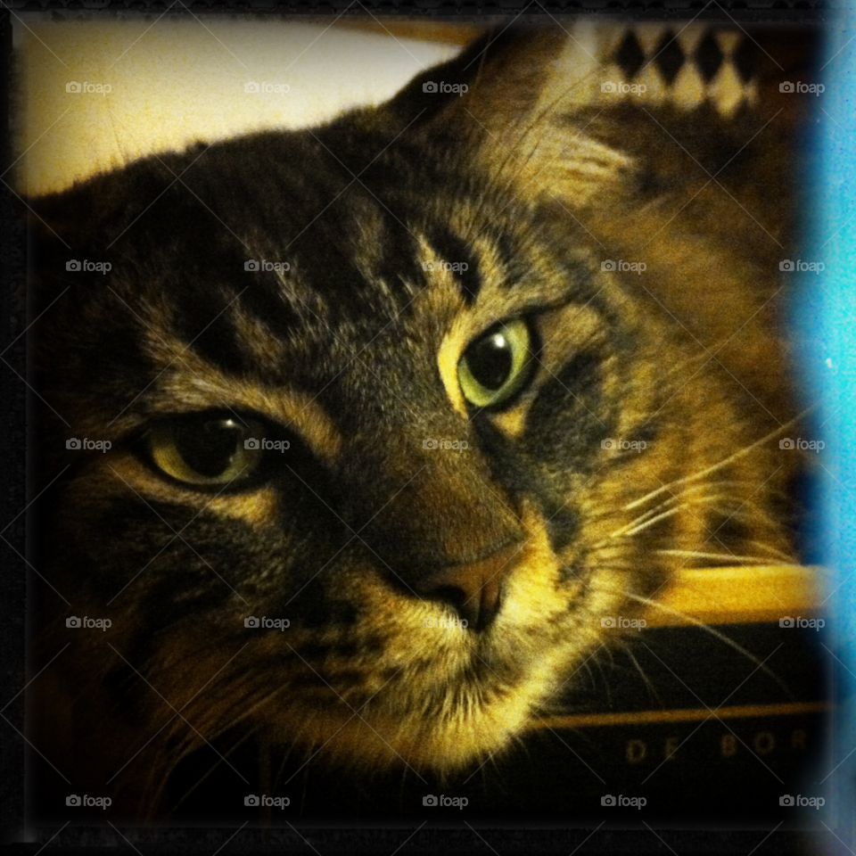 relax cat pet wine by MegTStewart