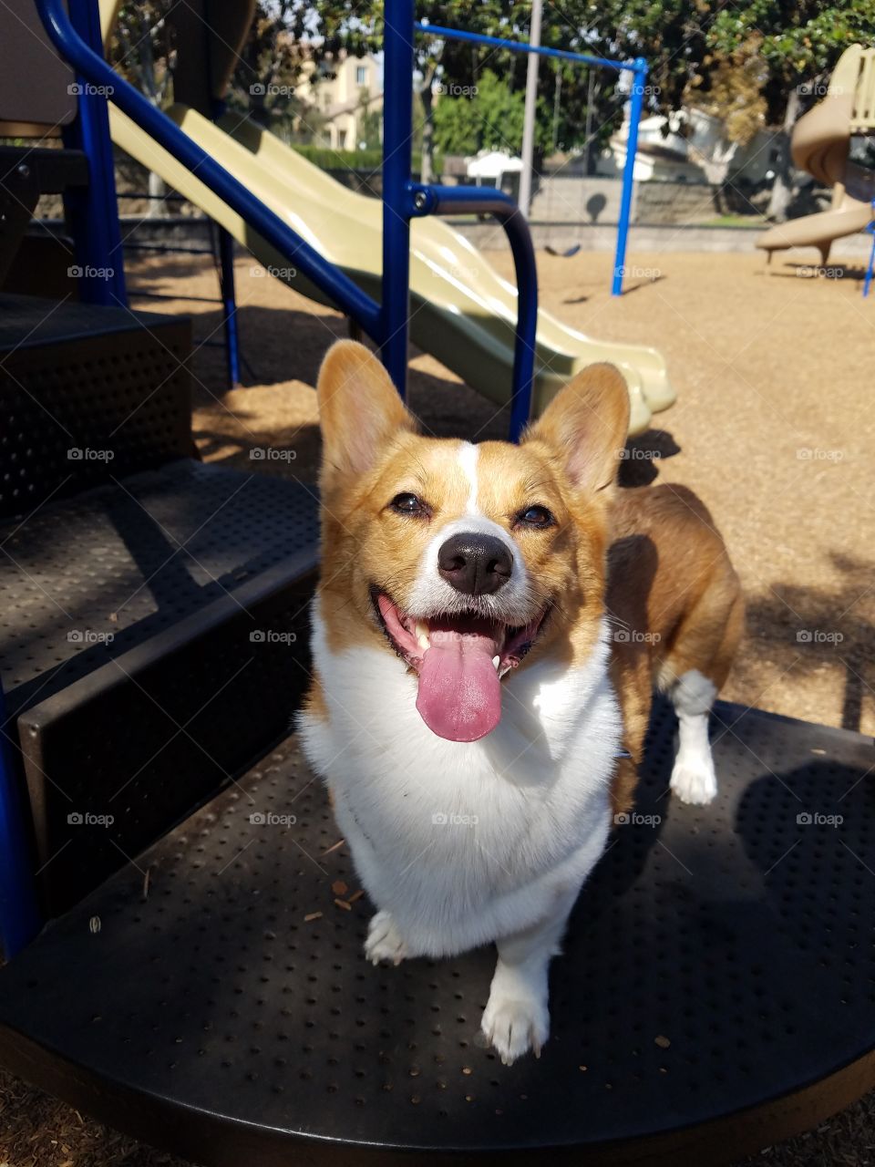 Link loves to play at the park
