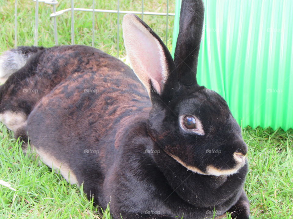 My 4 year old otter rex rabbit, Nibbles