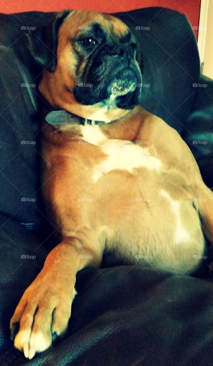 Boxer hanging out in owner's chair