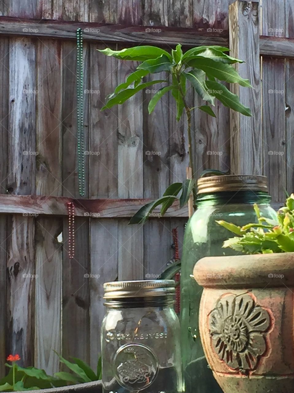 Color. Glass. Jars. Light. Texture. Wood. Mango tree. Christmas Cactus. Flower Pot. Mardi Gras Beads. Fence. Garden Decor. Outdoors. Vintage. Country. 