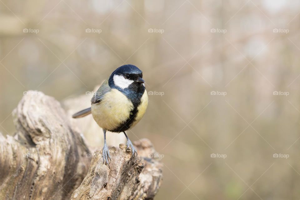 Closeup of one little great tit bird on a tree trunk in the forest 