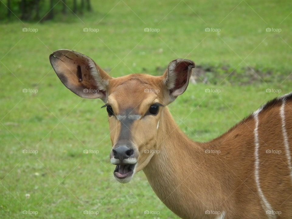 Happy lowland Nyala, park, Polish ZOO