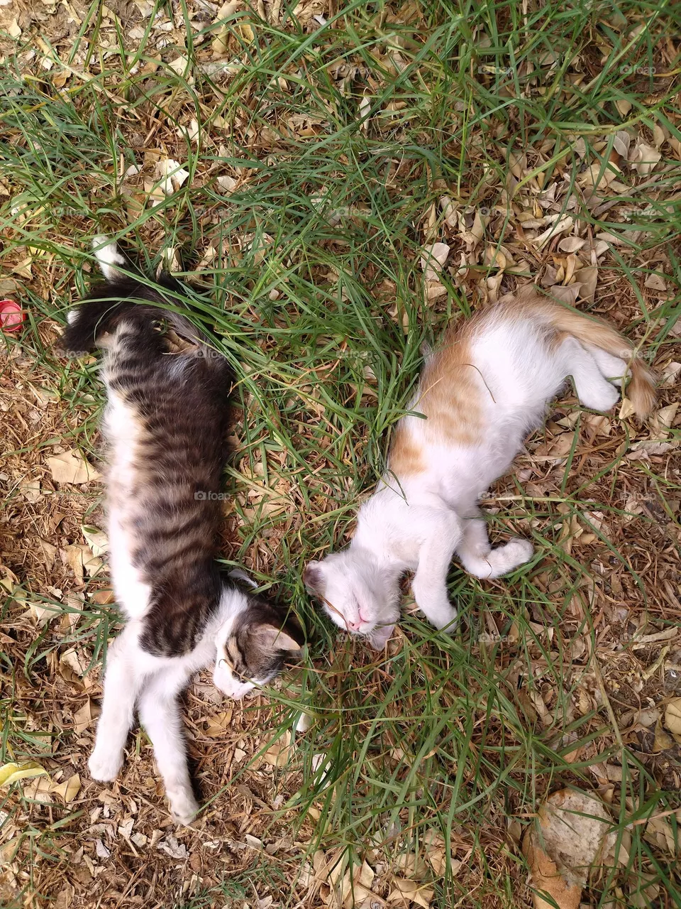 Cats rest