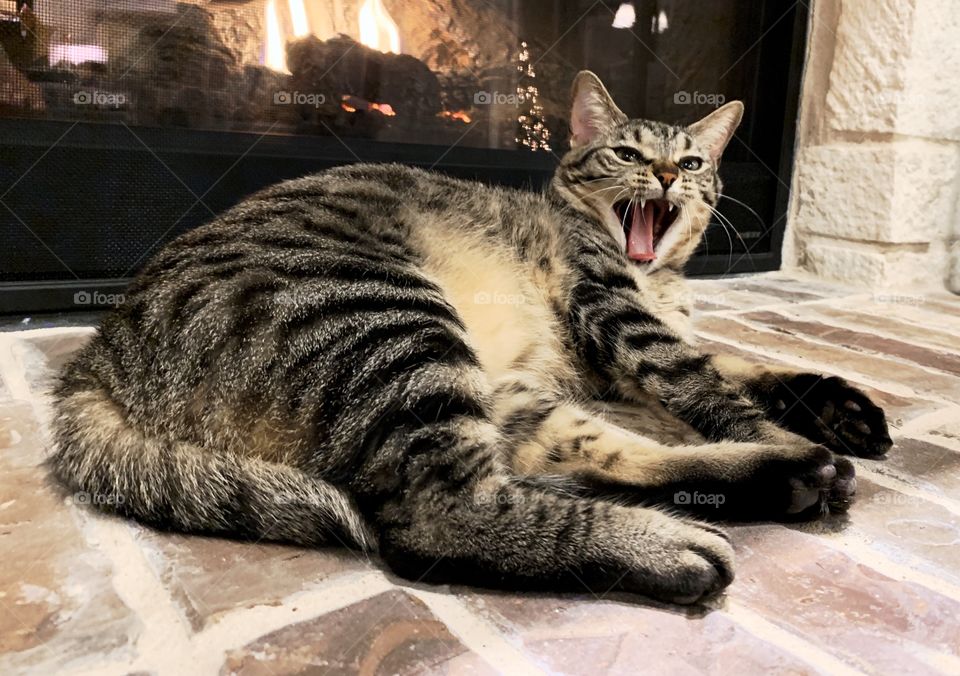 A lion’s roar from a small domestic feline laying down and relaxing by the fire. 