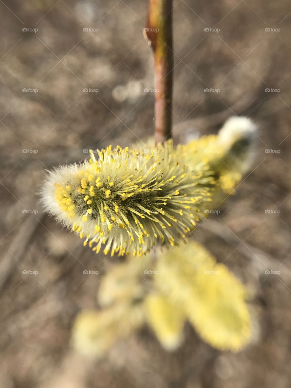 Close-up of flower in spring