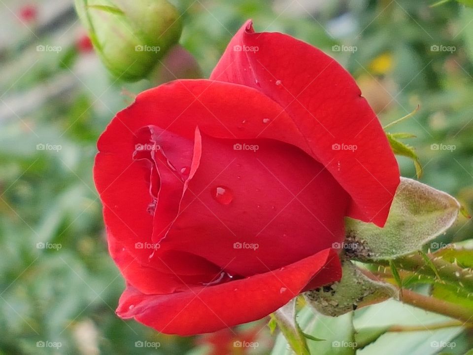 Rote #Rose#Romantisch#Liebe#